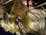 Cetonia aurata: Die metallisch glänzenden Farben des  Goldglänzenden Rosenkäfers entstehet durch Strukturen  an der Oberfläche ihres Exoskeletts,  an denen das Licht reflektiert wird (Irisiert).